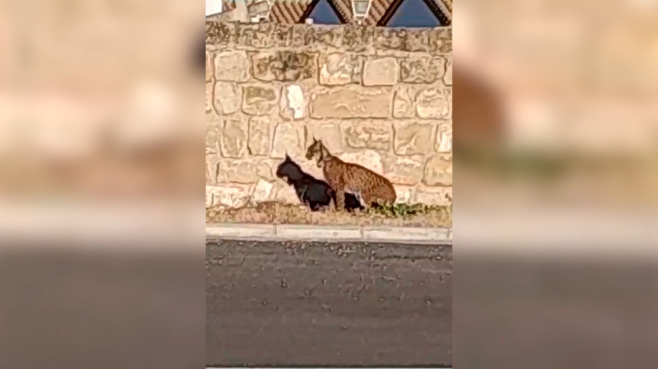 Aparece un lince ibérico en las calles de Úbeda