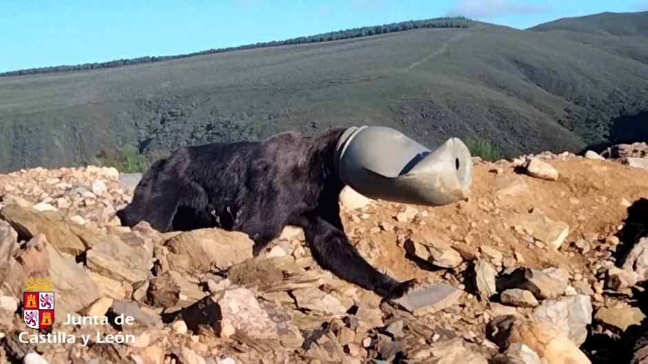 Oso pardo con la cabeza atrapada en un bidón de plástico en León