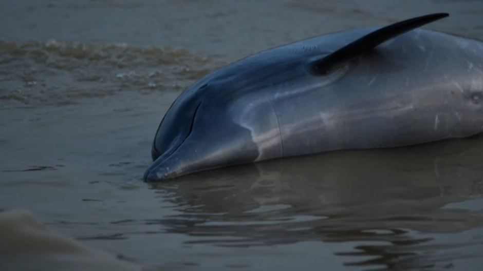 Delfín muerto en el Amazonas