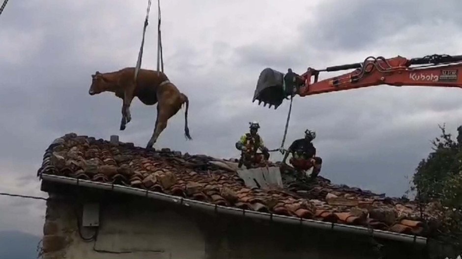 Rescatan con éxito a dos vacas del tejado de una casa en Cantabria