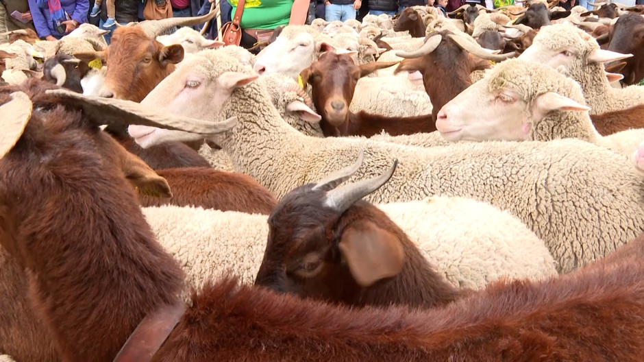 Ovejas y cabras por las calles de Madrid