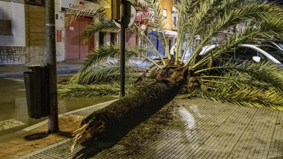 Daños provocados por la borrasca, que ha arrancado árboles de cuajo a su paso por localidades como Huelva