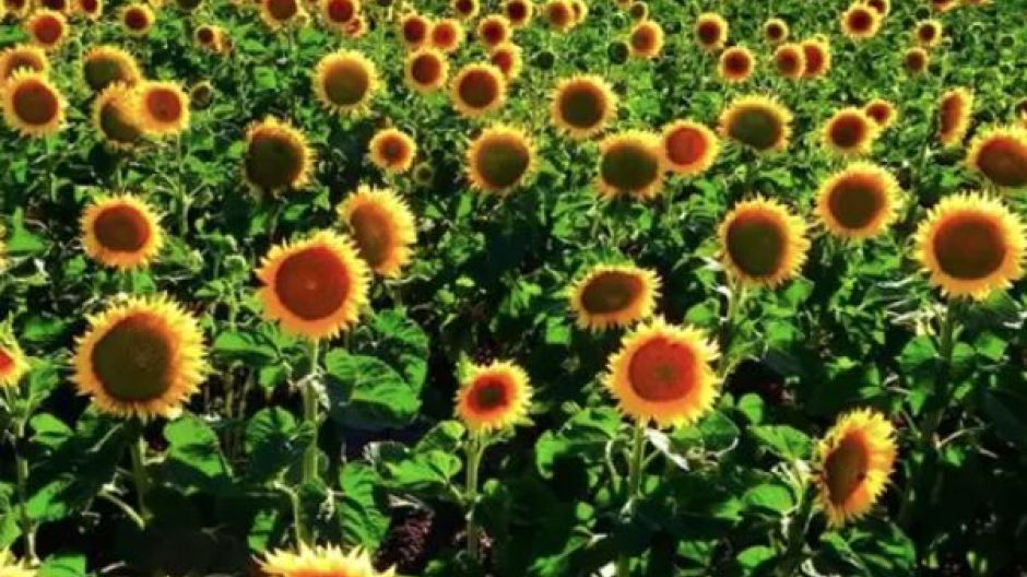 Growing Sunflower Tracks the Sun