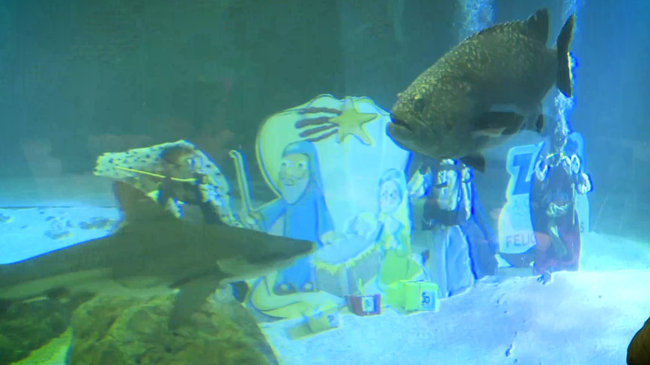 Belén submarino en el tanque de los tiburones del Zoo Aquarium, Madrid