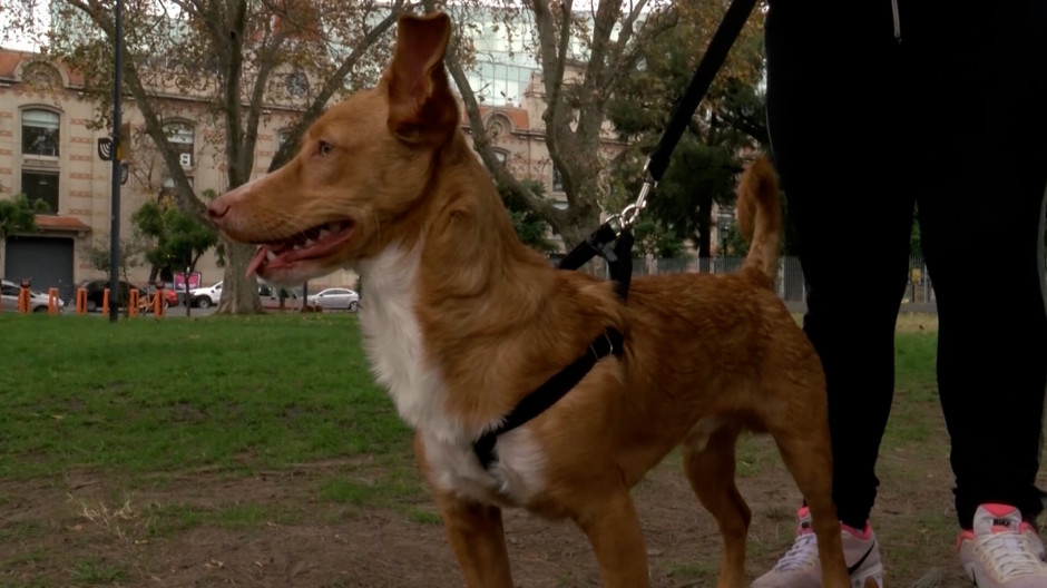 Cada vez es más común ver estos dispositivos en los perros