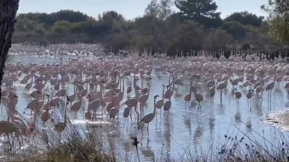 Flamencos en la Albufera, Valencia