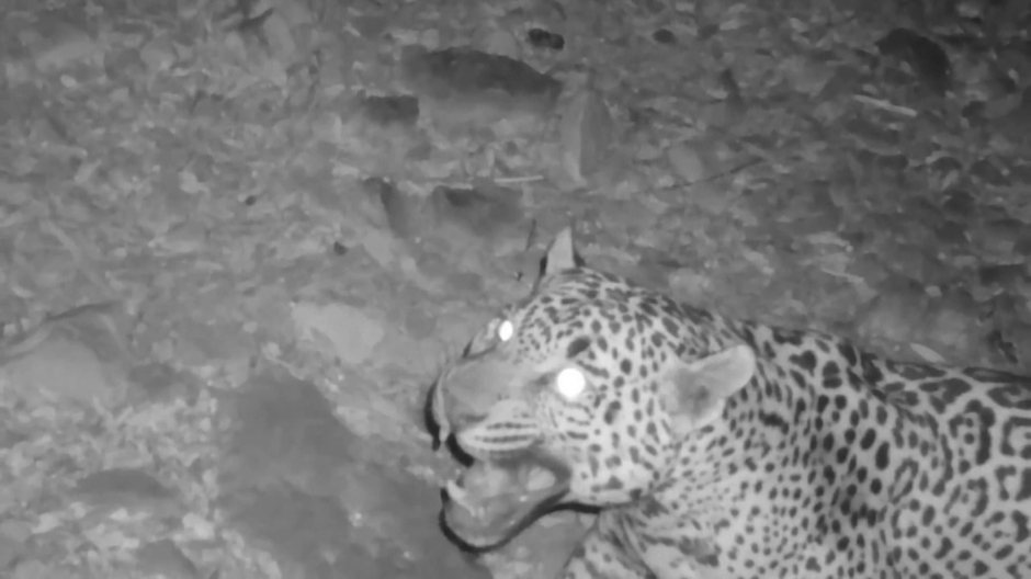 El nuevo ejemplar de jaguar avistado en una zona fronteriza de Arizona, en EE.UU.