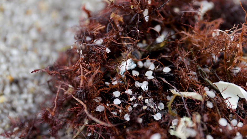 Pellets de plástico recogidos en la playa del Orzán, en La Coruña