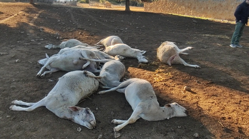 Los cuerpos de las diez ovejas atacadas en Valencia