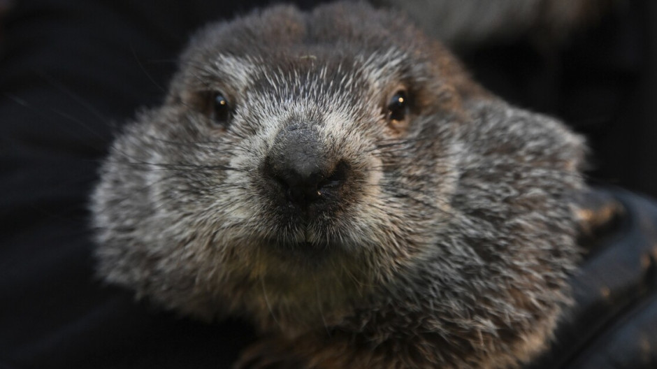 Día de la marmota, en directo