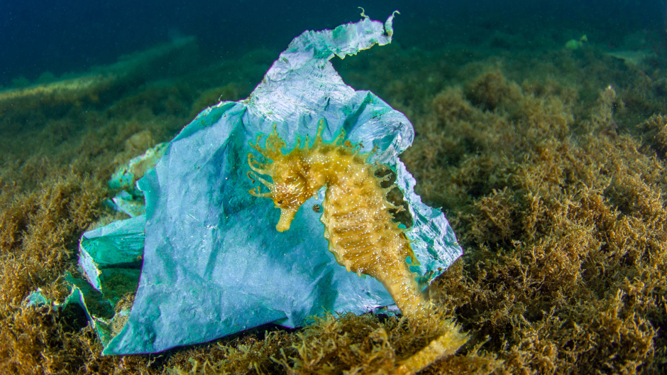 Un caballito de mar junto a una bolsa de plástico, una de tantas con las que conviven