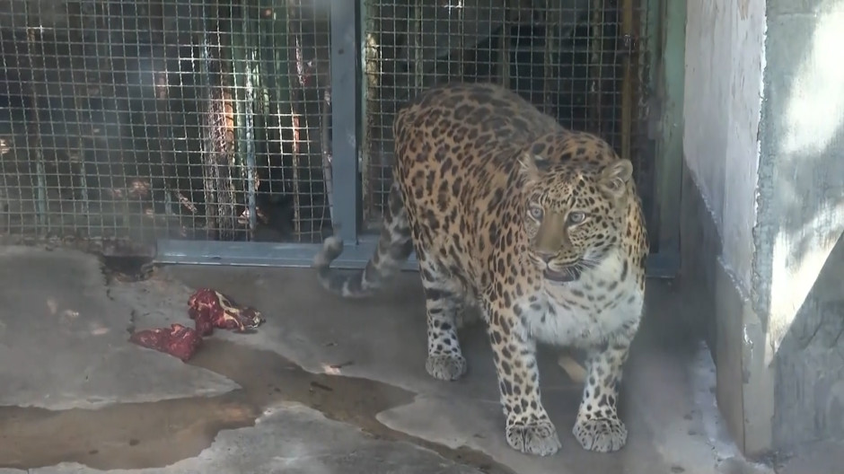 El leopardo obeso que causa furor en un zoo de China