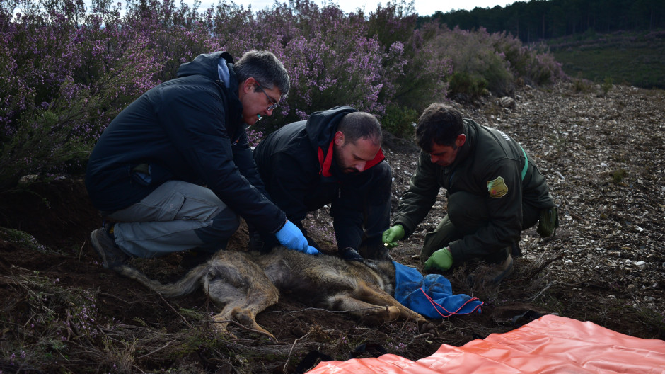 Técnicos medioambientales sacan muestras a uno de los lobos ibéricos