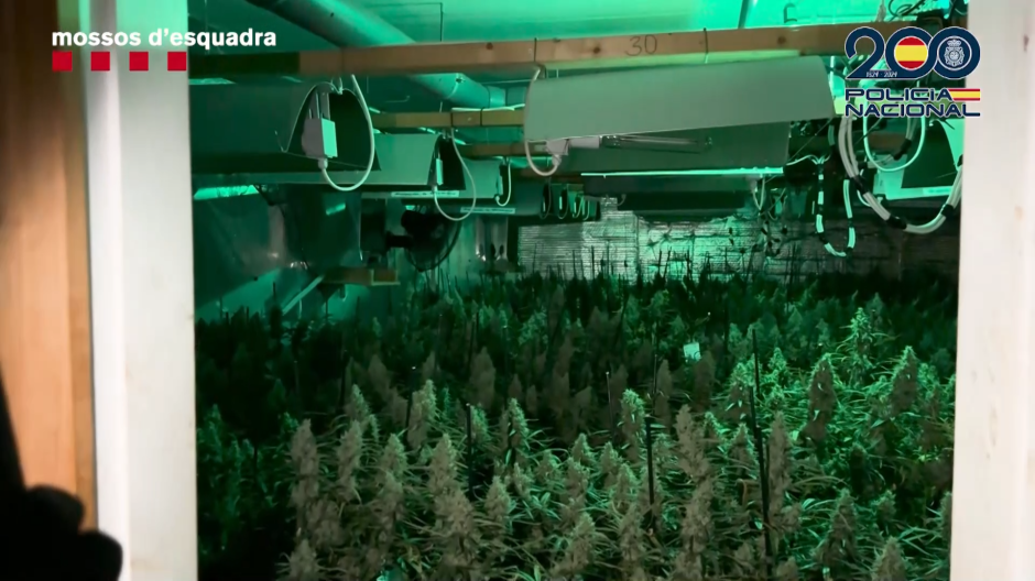 Una de las habitaciones con parte de las plantes de marihuana incautadas