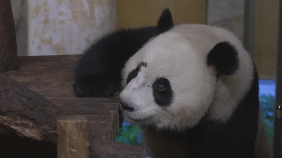 Los pandas ya han pasado su primera noche