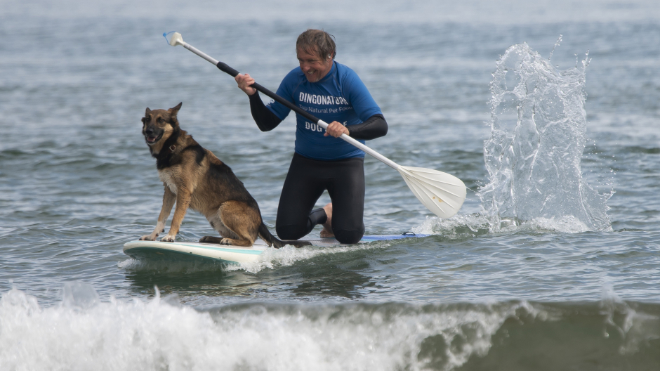 Un participante de la III Edición del Campeonato Europeo de Surf DingoNatura Dog Surf