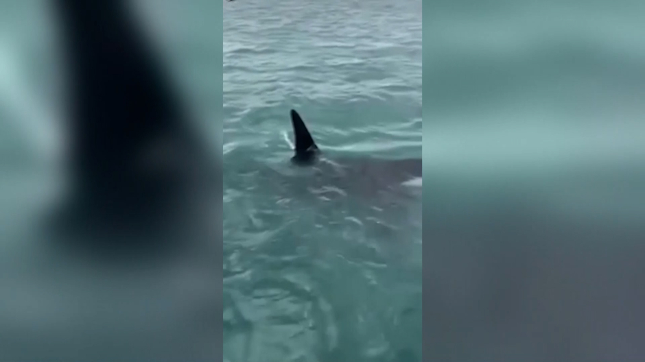 Multan a un hombre por saltar contra una orca desde un barco en Nueva Zelanda