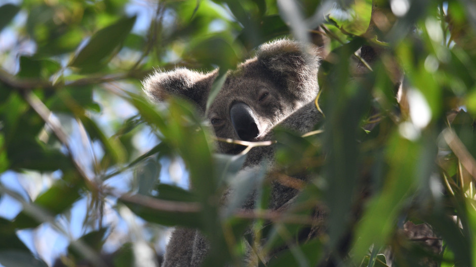 Un proyecto medioambiental combina el uso de drones y la inteligencia artificial (IA) con los conocimientos ancestrales de una comunidad aborigen con el objetivo de proteger a la población de koalas de los incendios forestales del noreste de Australia.