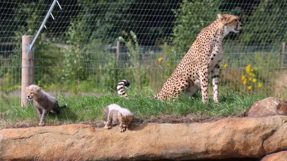 Los guepardos en el zoológico de Reino Unido