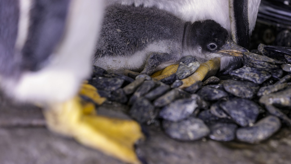 Seis nuevas crías de pingüino Juanito nacen en el Oceanogràfic de Valencia