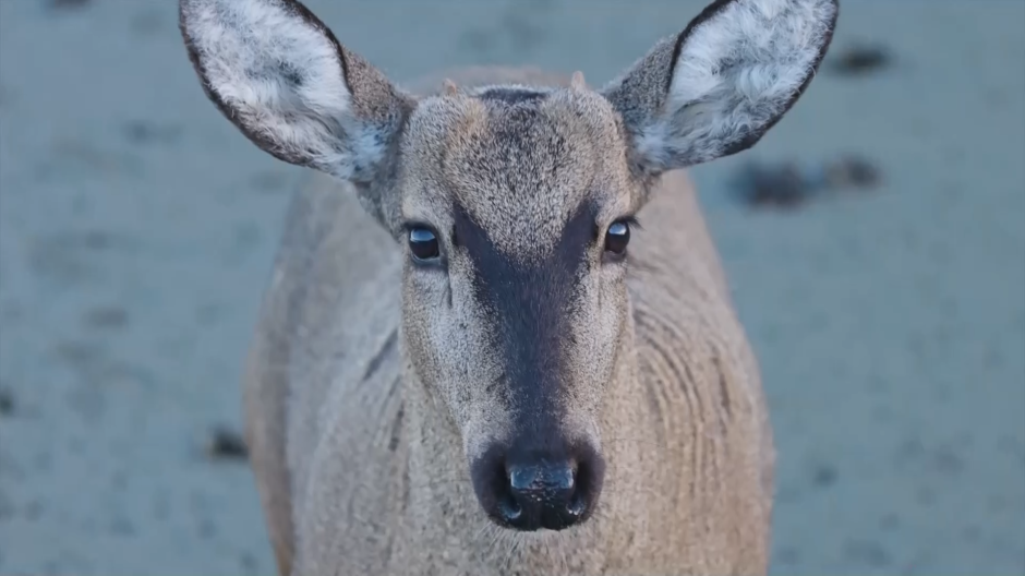 Descubren a un huemul en Chile, especie declarada en peligro de extinción desde 1973