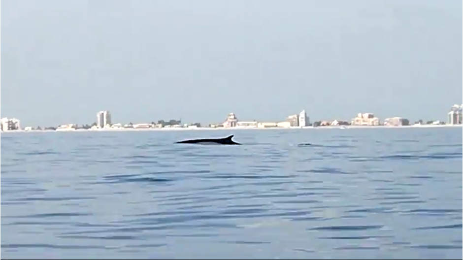 Avistan tres cetáceos junto al Parque Natural de la Albufera de Valencia