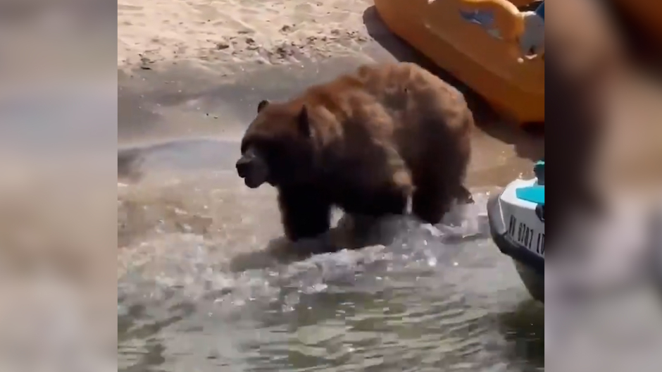 Un oso sorprende a los bañistas de una playa de California