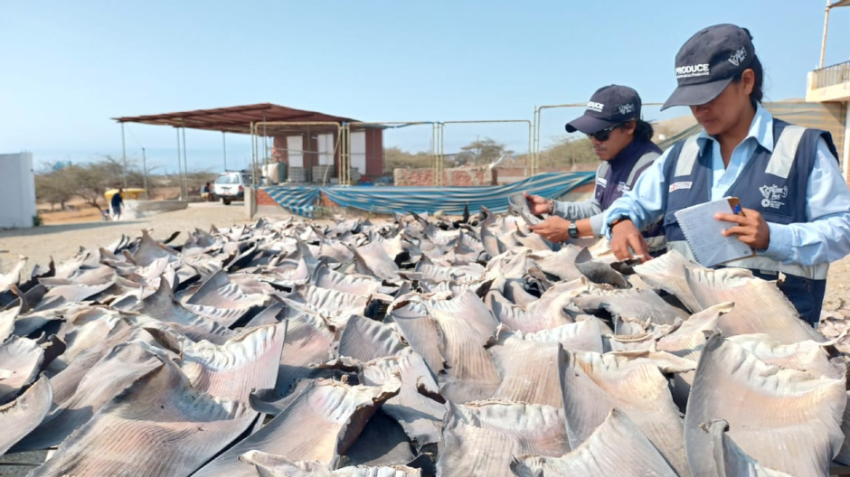 Autoridades peruanas contabilizando 1,3 toneladas de aletas de tiburón