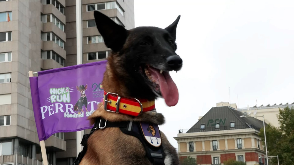 Perro Policía participante en la Perrotón