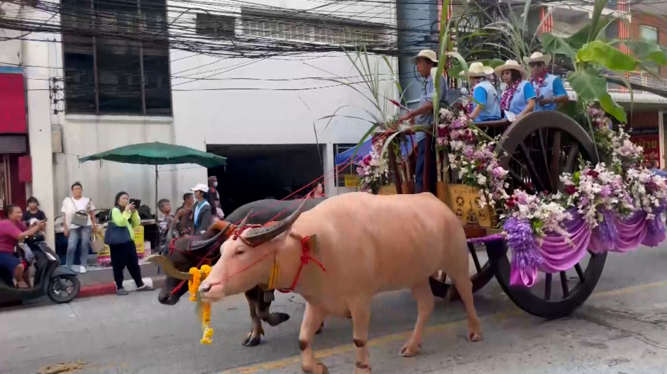 Tradición, superstición y sudor: Tailandia celebra sus carreras anuales de búfalos