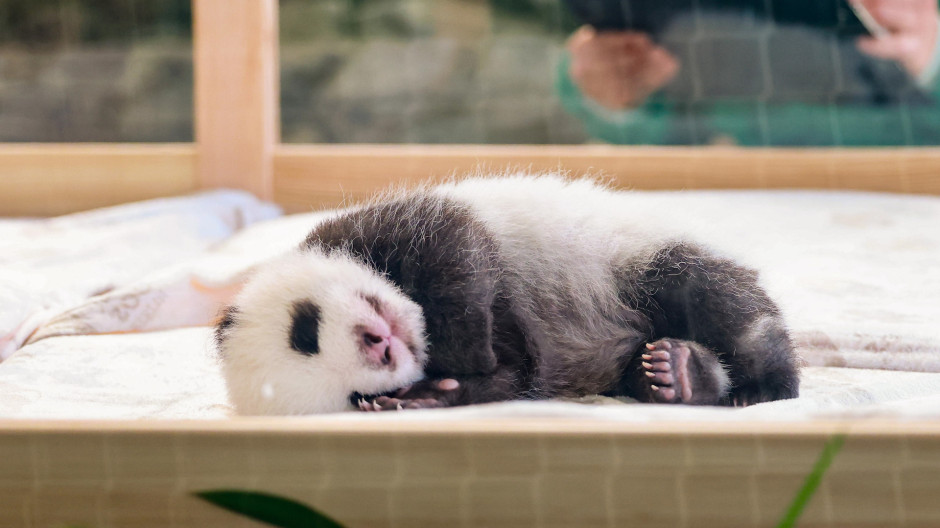 Dos crías gemelas de panda emociona a los visitantes del zoológico de Berlín