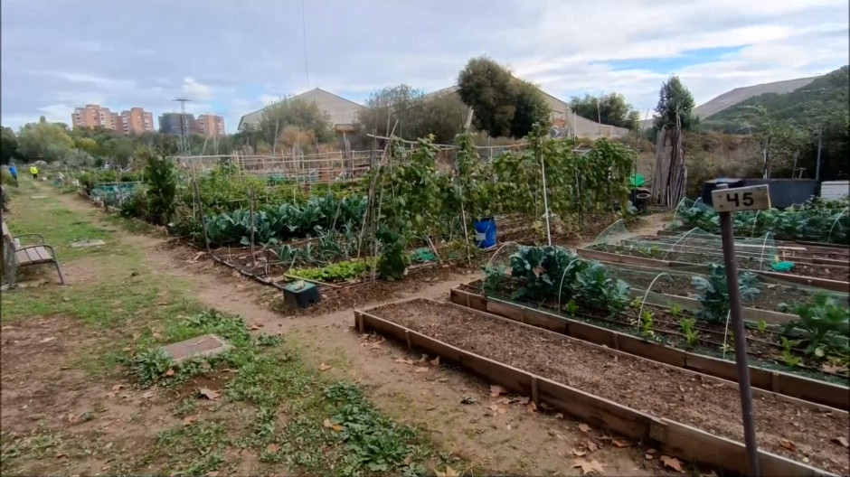 Comunidad y naturaleza en el centro de Alcalá: los huertos urbanos cumplen un sueño colectivo