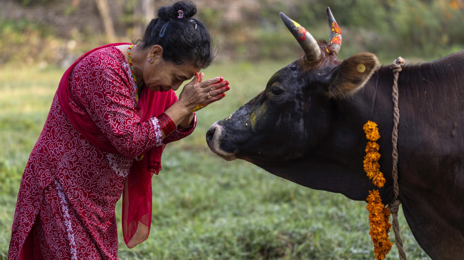 Hindú rindiendo homenaje a una vaca