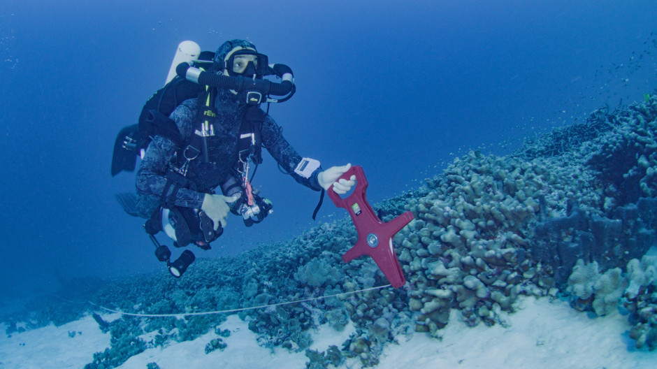 El coral más grande del mundo en las Islas Salomón