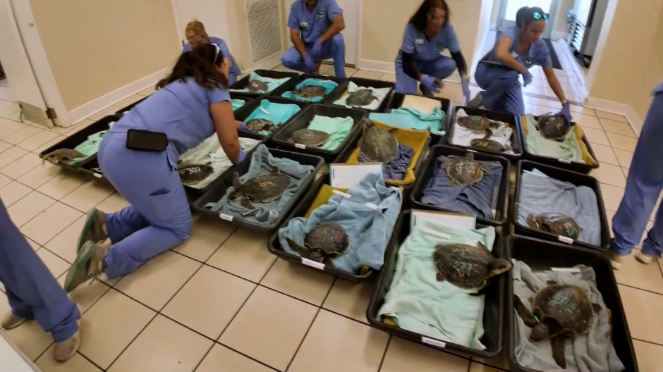 Oficina de recuperación de animales marinos en Florida