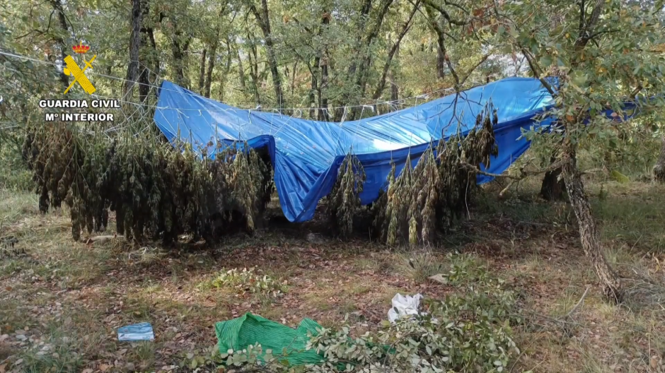 La Guardia Civil desmantela seis macroplantaciones de marihuana en Sobrarbe y Ribagorza