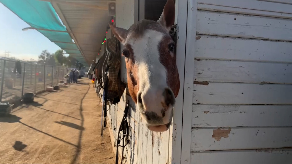 Caballo en un refugio de animales en Los Ángeles