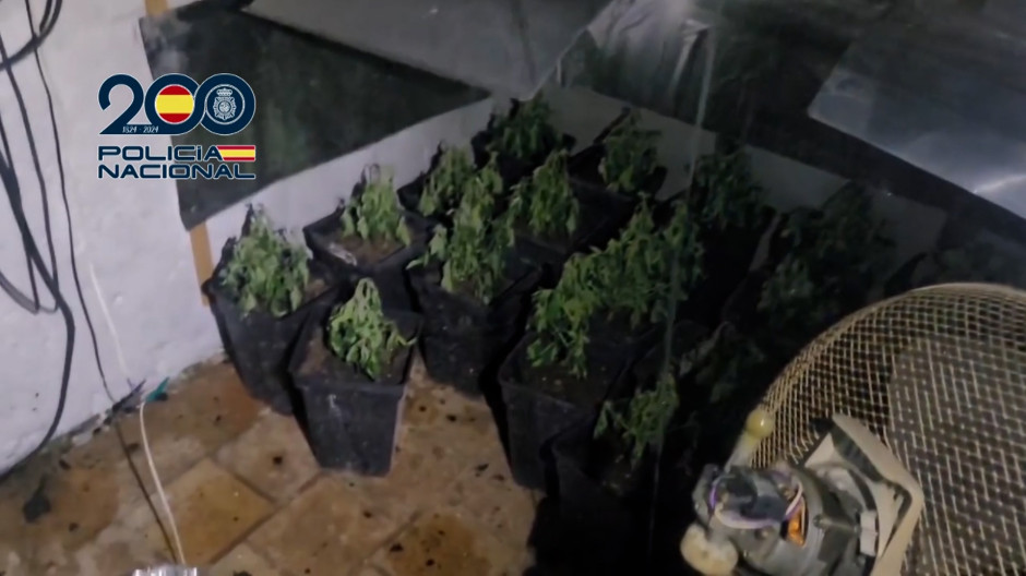 Plantas de marihuana descubiertas por la Policía Nacional