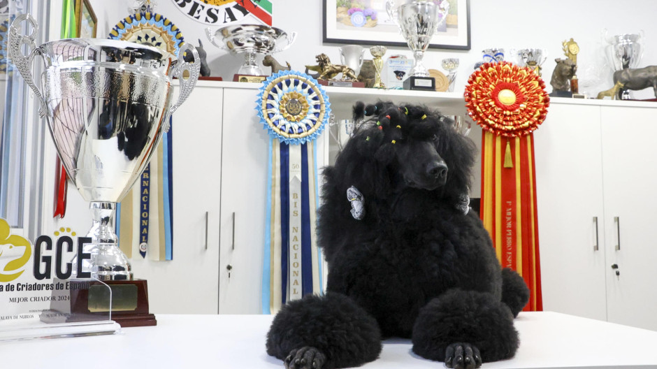 El mejor perro de España es una caniche gigante de Cantabria que se llama Norte