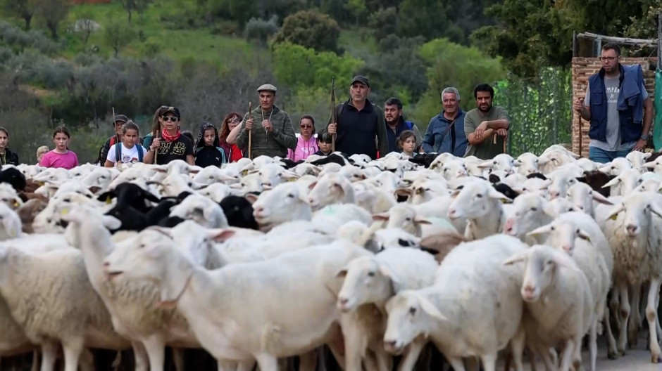 Los pastores reivindican el relevo generacional en la Sierra de San Vicente (Toledo)
