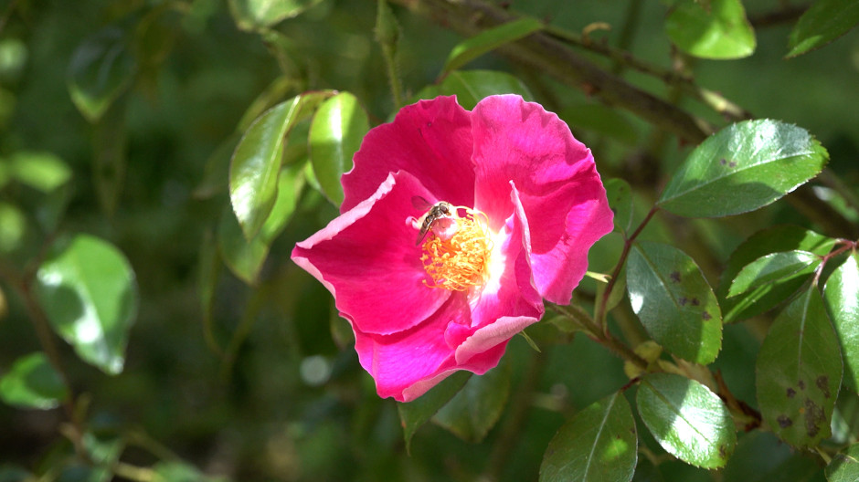 Una de las flores del Parque del Oeste de Madrid