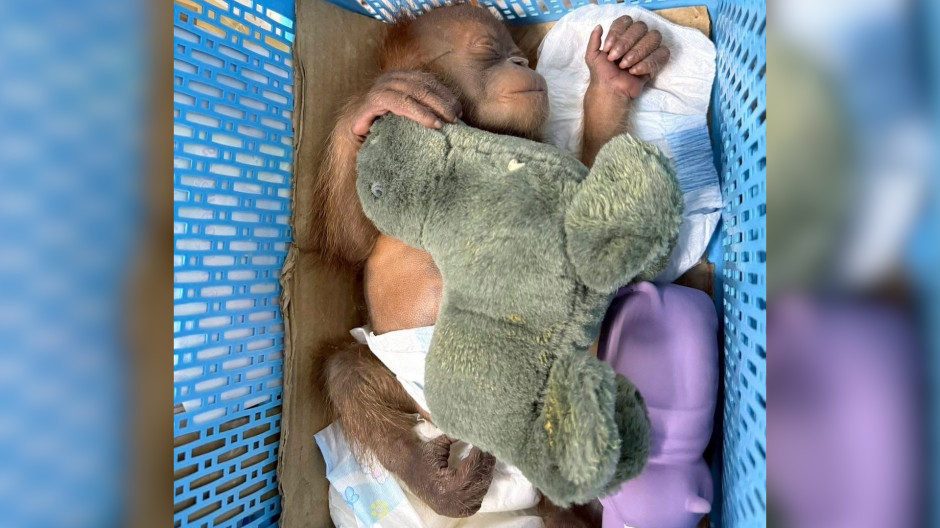 orangutan