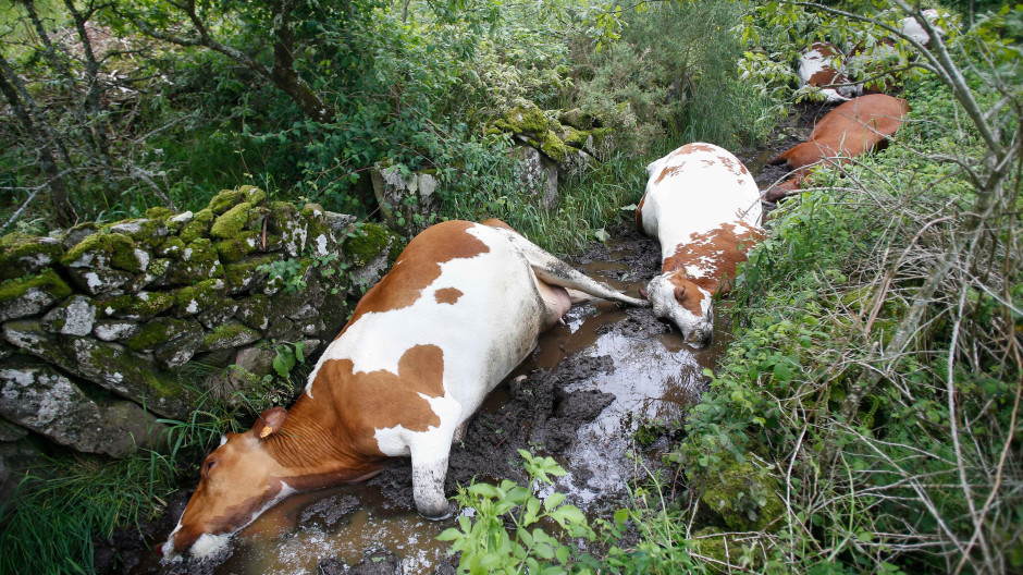 Un rayo mata a 27 de las 30 vacas de una explotación ganadera de Rodeiro (Pontevedra)