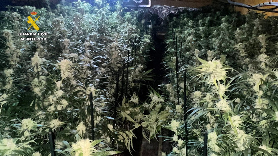 Plantación de marihuana descubierta por las autoridades