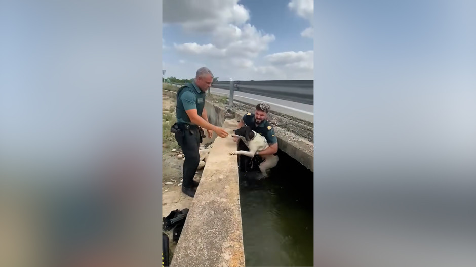 La guardia Civil rescata a un perro atrapado en una acequia en Alcira (Valencia)