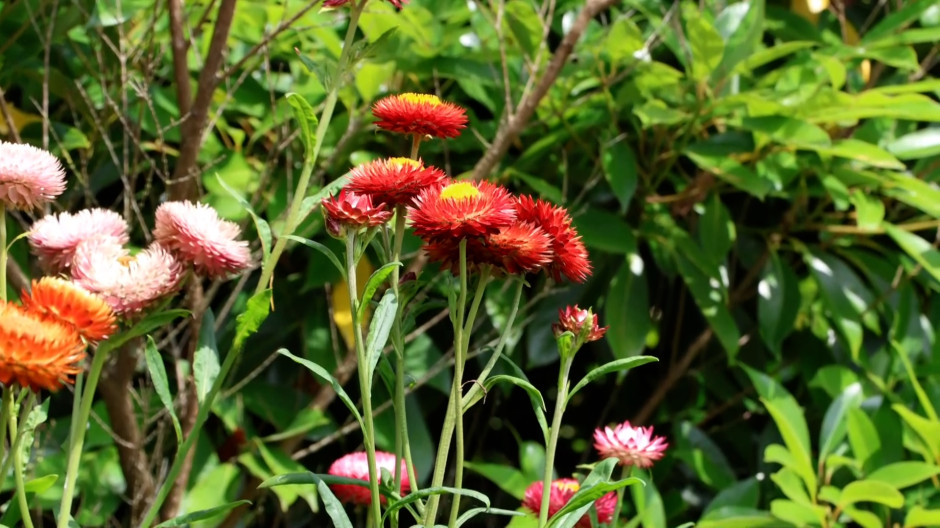 Más de mil especies cultivadas por profesores y estudiantes forman un mosaico botánico en Cantabria
