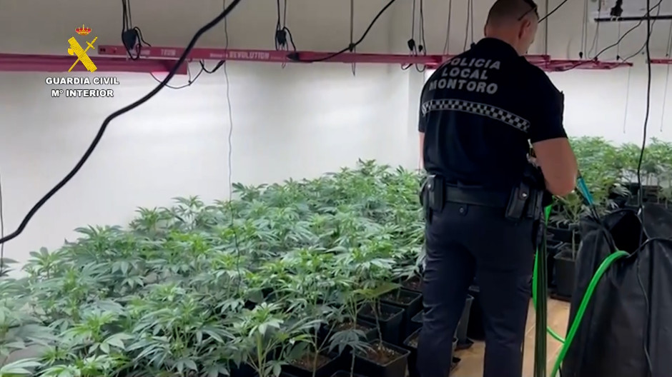 Tres detenidos y desmanteladas tres plantaciones de marihuana en Bujalance y Montoro