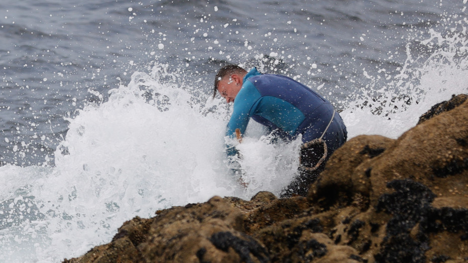 Percebe del Roncudo: el oro negro que solo brilla dos veces al año