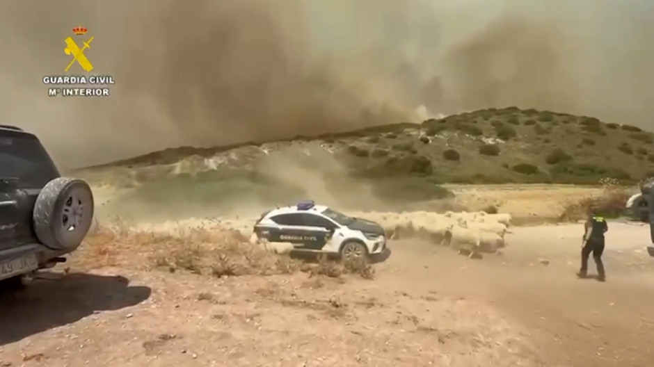 Así ayuda la Guardia Civil a desalojar 400 ovejas atrapadas por un incendio en Navarra