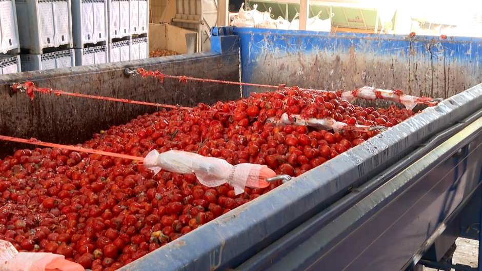 Camiones preparados para la fiesta de la Tomatina